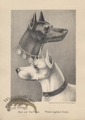 1890s Dogs 46